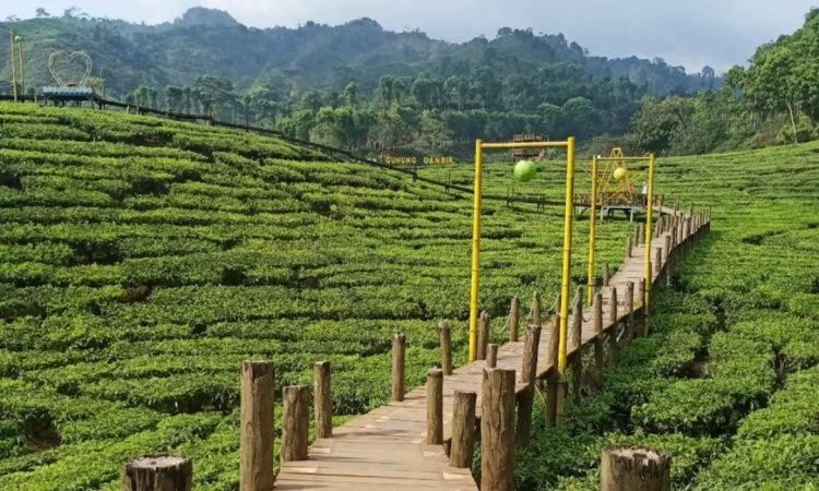 Liburan ke Desa Wisata Majalengka Indah: Wisata Alam, Kopi, dan Edukasi Pertanian